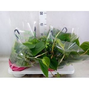 Philodendron scand.