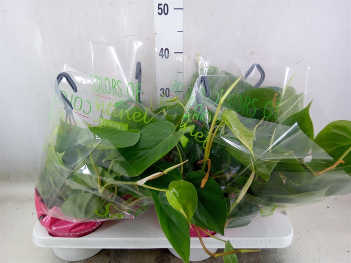 <h4>Philodendron scand.</h4>