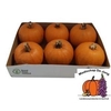 Sier Cuc P Maxima Halloween X8
