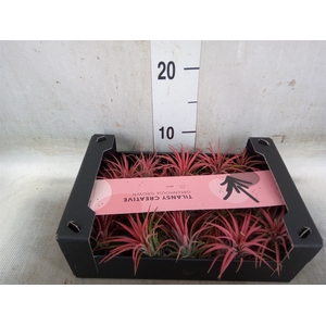 Tillandsia ionantha