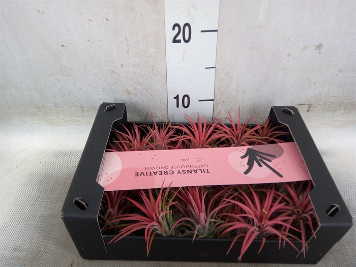 <h4>Tillandsia ionantha</h4>