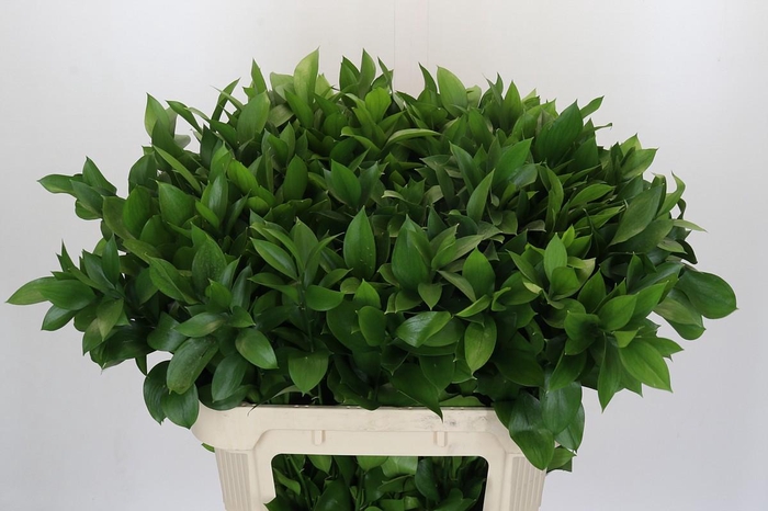 <h4>Ruscus Hypophyllum</h4>