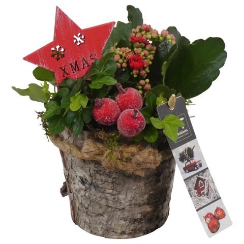 <h4>PTCHR7344 Arrangementen Kerst</h4>