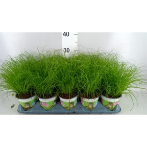 Cyperus alternifolius 'Zumula'