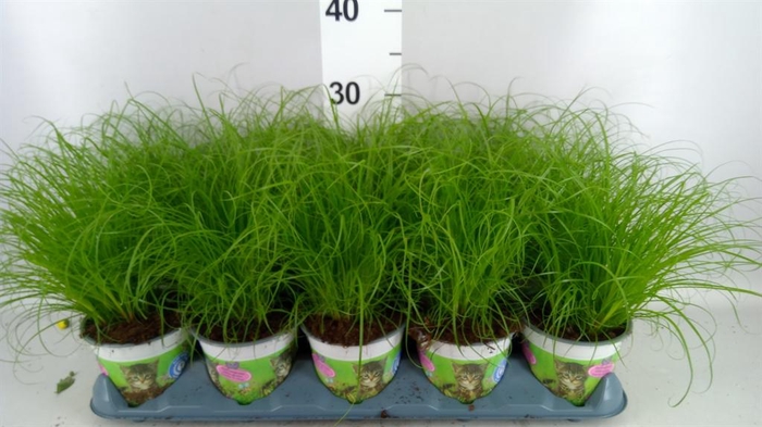 <h4>Cyperus alternifolius 'Zumula'</h4>