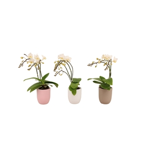 Hugo Hotel Mix Tiny Dolls Wild 3/4T18+ Aqu@