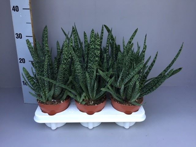 <h4>Gasteria</h4>