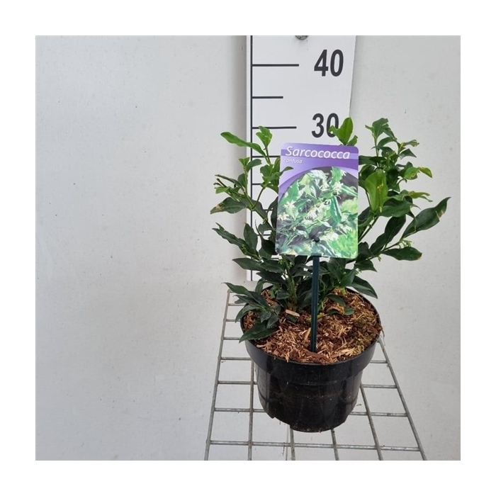 <h4>Sarcococca confusa</h4>