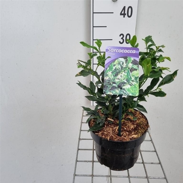 Sarcococca confusa