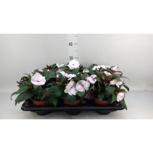 Impatiens NG 'White Pink Eye'
