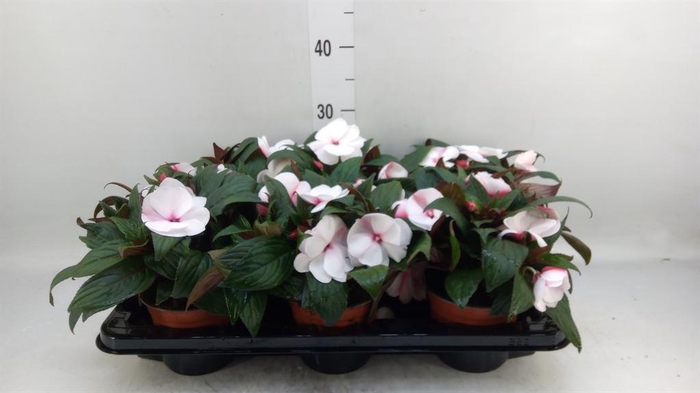 <h4>Impatiens NG 'White Pink Eye'</h4>