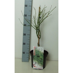 Acer palmatum 'Dissectum' P19 Full CC