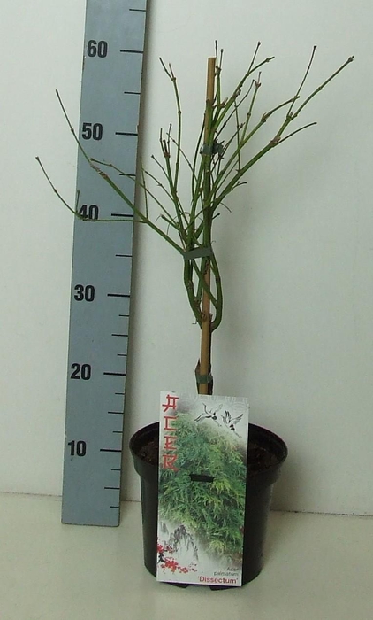 <h4>Acer palmatum 'Dissectum' P19 Full CC</h4>