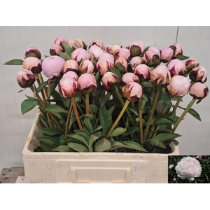 PAEO L REINE HORTENS