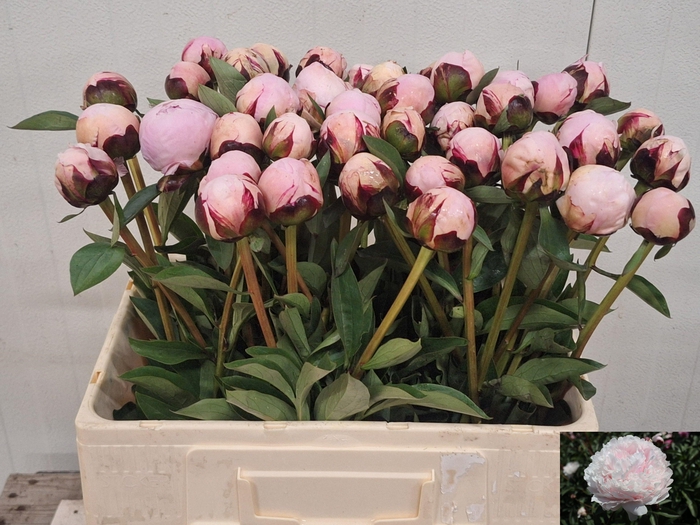 <h4>PAEO L REINE HORTENS</h4>