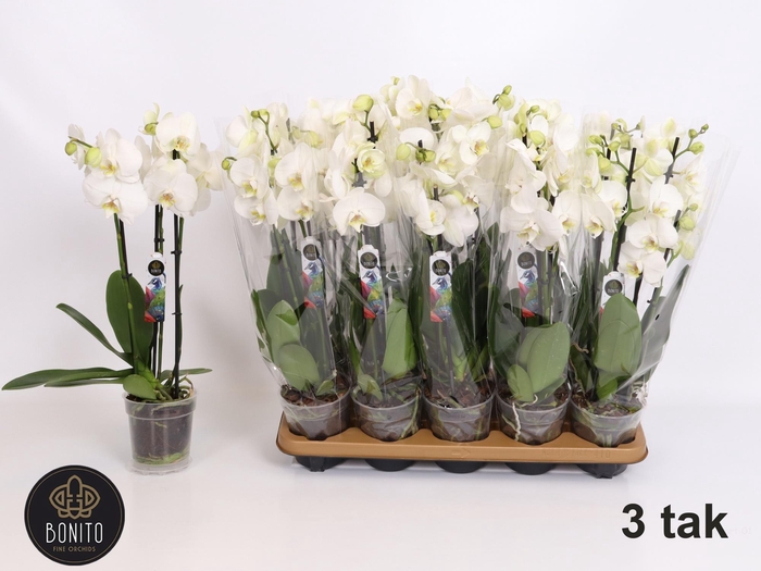 <h4>PHAL AN NOTTINGHAM</h4>