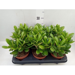 Crassula  'Magical Tree'