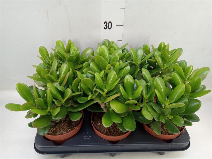 <h4>Crassula  'Magical Tree'</h4>