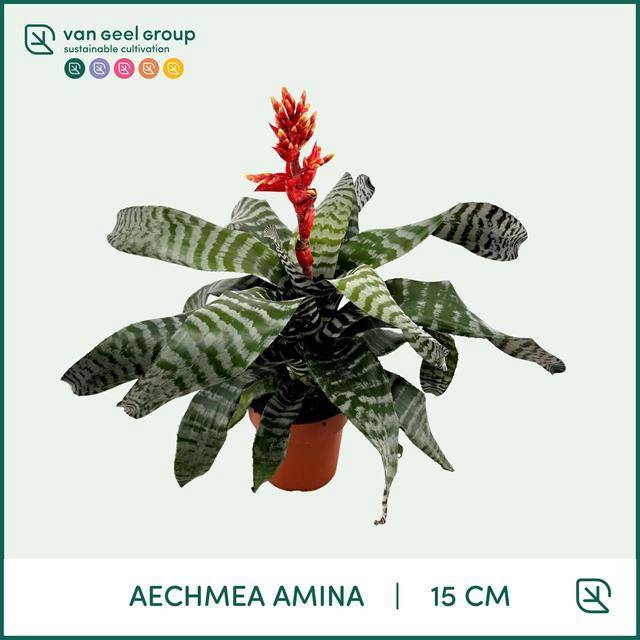 <h4>Aechmea Amina</h4>