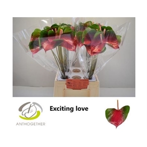 Anthurium Andreanum Grp Exciting Love