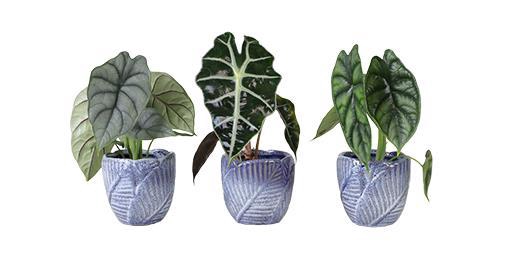<h4>ALOCASIA MIX P6 L 65969</h4>