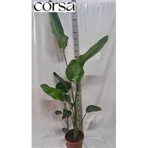 Strelitzia Nicolai