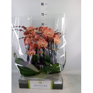 Phalaenopsis   ...orange