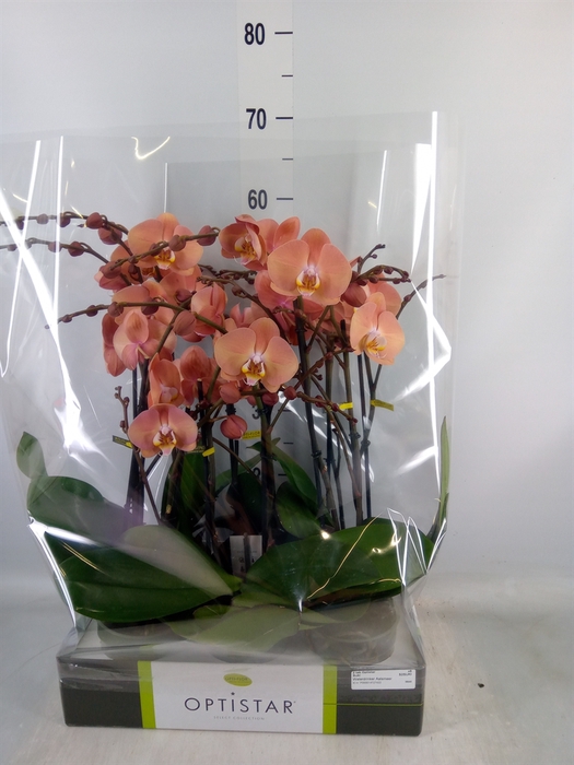 <h4>Phalaenopsis   ...orange</h4>