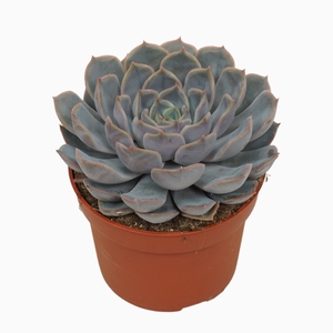 Echeveria Orion