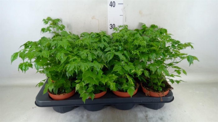 <h4>Radermachera sinica</h4>