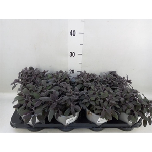 Salvia officinalis 'Purpurascens'