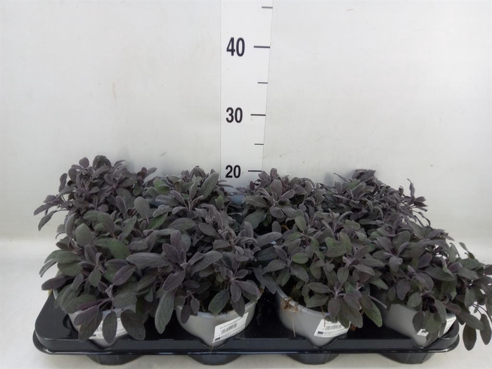 <h4>Salvia officinalis 'Purpurascens'</h4>