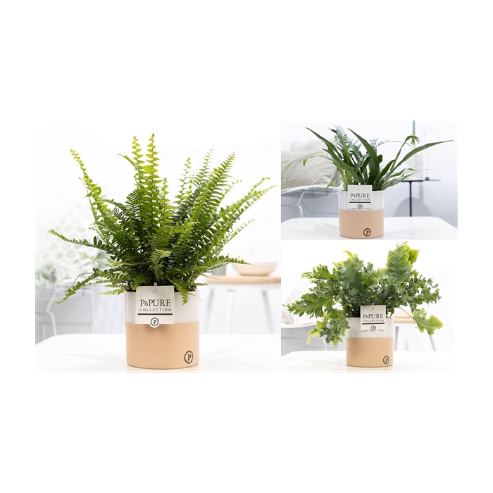 <h4>Varens gemengd in P&PURE Rosy ceramics</h4>
