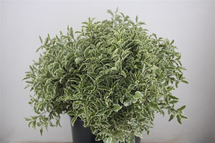 <h4>Pitto Nigra 150gr P Bunch</h4>