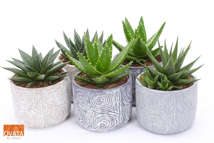 <h4>Succ Gemengd Rocks Keramiek Toledo</h4>