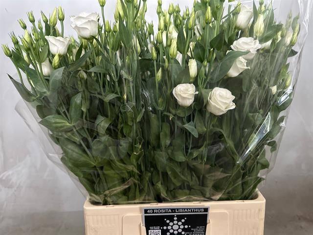 <h4>EUS G ROSI  WHITE</h4>