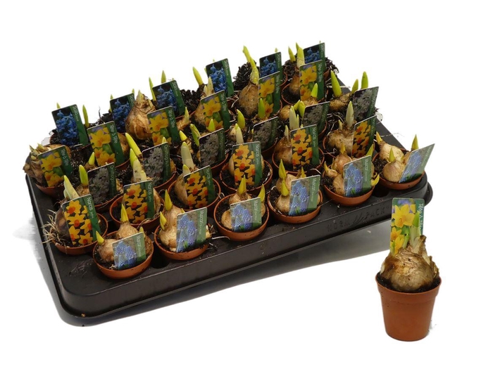 <h4>Bolbloemen Mix Mini</h4>