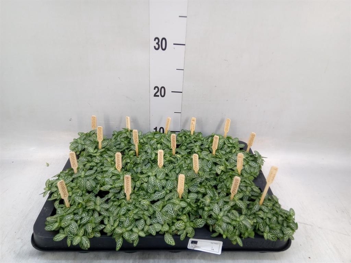 <h4>Fittonia verschaf.</h4>