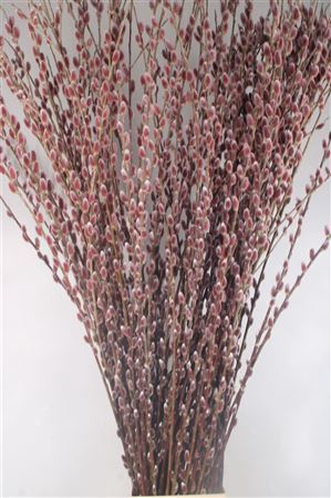 <h4>Salix G Pink / Red Cushion Super</h4>