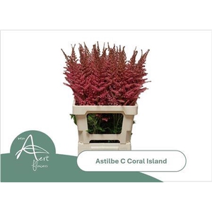 Astilbe Coral Island