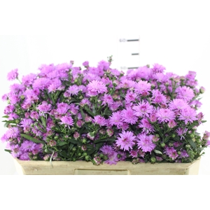 ASTER MARIANA 070 CM PINK