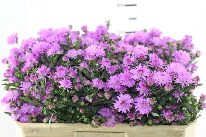 <h4>ASTER MARIANA 070 CM PINK</h4>