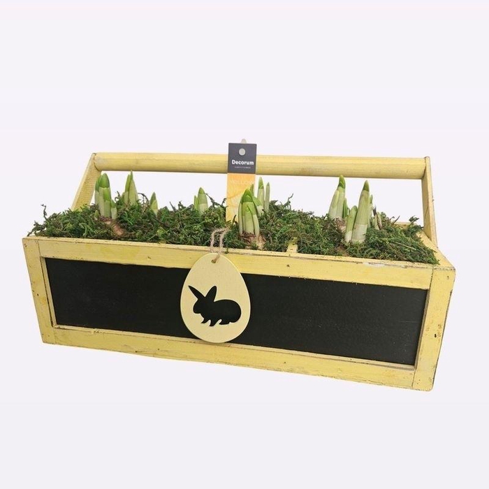 <h4>ARR NARCISSUS</h4>