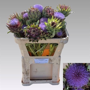 CYNARA SC GREEN GLOB