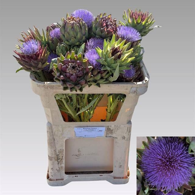 <h4>CYNARA SC GREEN GLOB</h4>