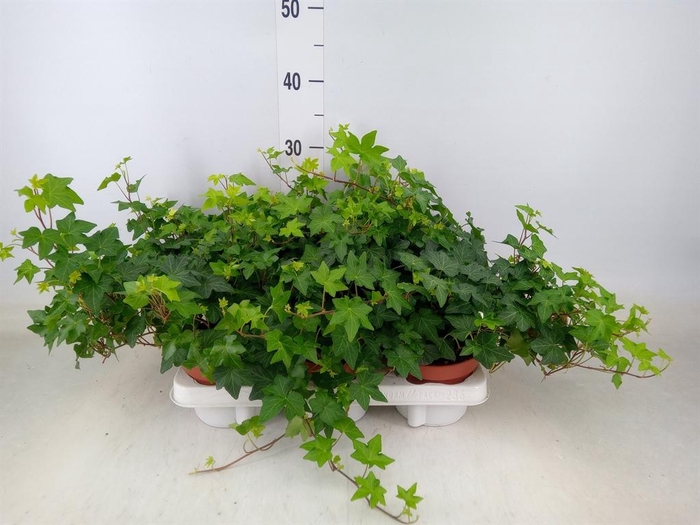 <h4>Hedera helix 'Brigitte'</h4>