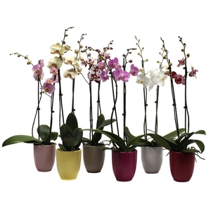 Hugo Paradise Mix Phal Mix 2T14+