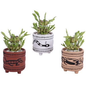 Lucky Bamboo Shape Round 2S Ø10cm Ceramic EV664