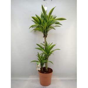 Dracaena fr de 'LemonLime'