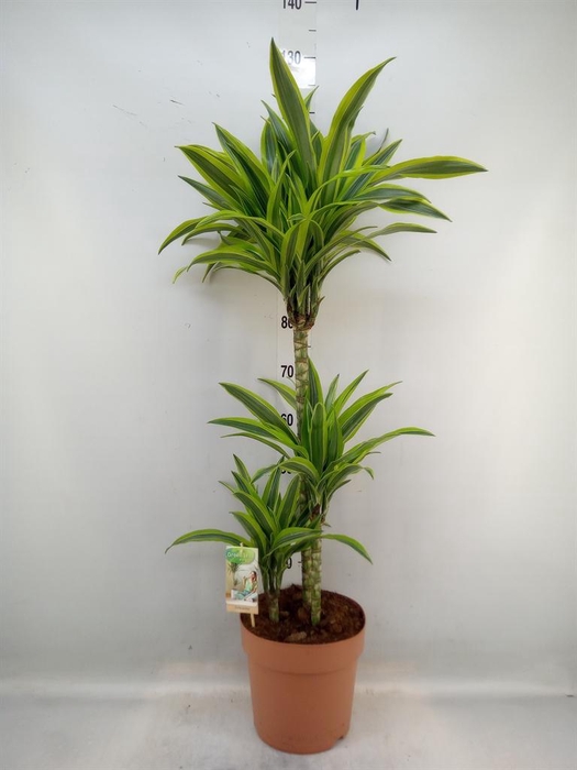 <h4>Dracaena fr de 'LemonLime'</h4>